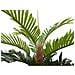 Kentia Palm Tree, Artificial Plant, 150cm - Foto miniatura 2