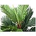 Kentia Palm Tree, Artificial Plant, 120cm - Foto miniatura 3