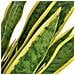 Sansevieria Pianta Artificiale Con Vaso 90 Cm Verde - Foto miniatura 2