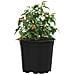 Vaso per Fiori 50 pcs Nero Ø 15 x 13 cm Plastica - Foto miniatura 3
