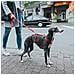 Imbracatura Per Cani 48-70 Cm Rosso S /m 36-51 Cm - Foto miniatura 2