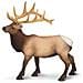 Safari Ltd Statuetta Elk Bull - Modello Dettagliato In Plastica 475 - Divertente Giocattolo Educativo Per Ragazzi, Ragazze E Bambini Dai 3 Anni In Su - Foto miniatura 2