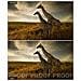 AfterShot Pro 3, Windows, Max, Linux, 64-bit Intel / AMD, 1024 x 768 Pixel, Electronic Software Download (ESD) , JPG, RAW, TIF, DEU, ENG, JPN - Foto miniatura 16