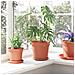 Vasi per Piante 24 pcs Rosso Mattone Ø 19 x 16 cm Plastica - Foto miniatura 4