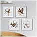 Set Di 4 Stampe Quadrate Rappresentazione Pianta Cotone Di Piante E Fiori Raffigurazioni Della Natura Senza Cornice 30x30 Cm - Foto miniatura 1