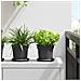 Vaso Rotondo per Fiori 6 pcs Nero Ø 15 x 12 cm Plastica - Foto miniatura 2