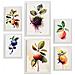 Set Di 6 Stampe Poster Di Frutti, Verdure E Cibi Sani Con Bacche E Pesche In Acquerello Su Bianco Puro A3 & A4 Cornice Bianca - Foto miniatura 1