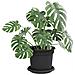 Vassoio Rotondo per Fiori 24 pcs Nero Ø 14 x 2 cm Plastica - Foto miniatura 3