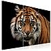 Quadro - Tigre Predatrice 60x40 Cm - Foto miniatura 1