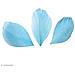 50 Piume - Azzurro - Foto miniatura 2
