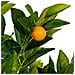 Albero Di Arancio Artificiale Decorativo Verde 55x55x120 - Foto miniatura 6