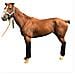 4-pack Horse Leg Protection Boots - Breathable Fly Protection - Foto miniatura 3