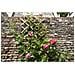 Pergolato Da Giardino 100x200 Cm Bambù 6040722 - Foto miniatura 7