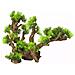 Piante Decorative 12 Taglia Xl 33,5x16x27,5 Cm 234/432167 - Foto miniatura 1