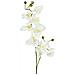 Orchidea Spruzzo, Bianco-crema, 100cm - Foto miniatura 1