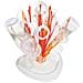 Flower, Arancione, Rosso, Bianco - Foto miniatura 1