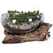 Terrario San Marino In Vetro A Conca Ovale Su Grande Base In Radice Di Teak 26x26xh20 Cm - Foto miniatura 3