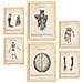 Set Di 6 Stampe Arti E Cervello Illustrazioni Mediche D'epoca Di Anatomia Parti Del Corpo Ossa E Muscoli A3 & A4 Telaio In Legno Chiaro - Foto miniatura 1