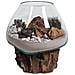 Terrario San Marino In Vetro A Cupola Su Base In Radice Di Teak 18x20 Cm - Foto miniatura 1