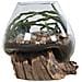 Terrario San Marino In Vetro A Cupola Su Base In Radice Di Teak 18x20 Cm - Foto miniatura 3