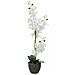 Orchid, Artificial Plant, White, 80cm - Foto miniatura 1