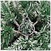 Albero Natale Artificiale Incernierato Con Neve Fioccata 120 Cm - Foto miniatura 7