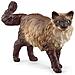 : Ragdoll Cat - Foto miniatura 1