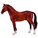 Hanoverian Stallion Castagna - Foto miniatura 1