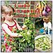 Amanda Grant - L'orto in cucina con i bambini - Foto miniatura 1