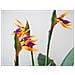 Bird-of-paradise Flower, Artificial Plant, 90cm - Foto miniatura 3