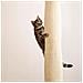 Sacco Da Arrampicata Per Gatti 240 Cm Beige - Foto miniatura 4
