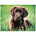Puzzle da 500 pezzi - High Quality Collection: Chocolate Puppy 35072 - Foto miniatura 2