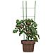 Supporti Piante Da Giardino Con 3 Anelli 5pz Verde 60cm Acciaio - Foto miniatura 3