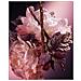 Eau De Parfum Good Girl Blush Elixir da 30ml - Foto miniatura 8