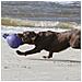 Palla Tug-n-toss Giocattolo Per Cani 15 Cm Blu - Foto miniatura 4
