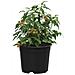 Vaso per Fiori 100 pcs Nero Ø 15 x 12.5 cm Plastica - Foto miniatura 3