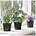 Vaso per Fiori 100 pcs Nero Ø 15 x 12.5 cm Plastica - Foto miniatura 5