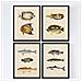 Set Di 4 Stampe Di Effetto Di Pesce Colorato Composizione Di 10 Pesci Diversi Vecchia Carta Poster Della Priorità Bassa Senza Cornice A4 - Foto miniatura 1