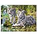 RVB14793 Puzzle 500 pezzi - Tigri Bianche - Foto miniatura 1
