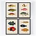 Set Di 4 Stampe Di Effetto Vintage Di Pesce Colorato. Composizione Di 11 Pesci Diversi, Vecchia Priorità Bassa Di Carta Del Vecchio Senza Cornice A4 - Foto miniatura 1