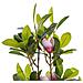 Pianta Artificiale In Vaso 70 Cm Magnolia - Foto miniatura 6