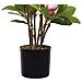 Pianta Artificiale In Vaso 70 Cm Magnolia - Foto miniatura 7
