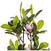 Pianta Artificiale In Vaso 70 Cm Magnolia - Foto miniatura 12