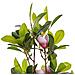 Pianta Artificiale In Vaso 70 Cm Magnolia - Foto miniatura 5
