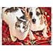 Parure Copripiumino Coppia Federe Letto 100% Cotone Sogni D''oro Disegno Puppies Singolo Puppies - Foto miniatura 3