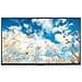 Monitor 43" LED IPS Flat 43UM767H0LJ.AEU 3840 x 2160 4K UHD Pro:Centric Web OS - Foto miniatura 1