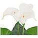 Calla Lily Artificiale Con Vaso 85 Cm Bianco - Foto miniatura 2