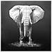 Quadro Elefante In Tela, Da 100x100 Cm Grigio - Foto miniatura 1