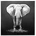 Quadro Elefante In Tela, Da 100x100 Cm Grigio - Foto miniatura 6