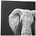 Quadro Elefante In Tela, Da 100x100 Cm Grigio - Foto miniatura 4